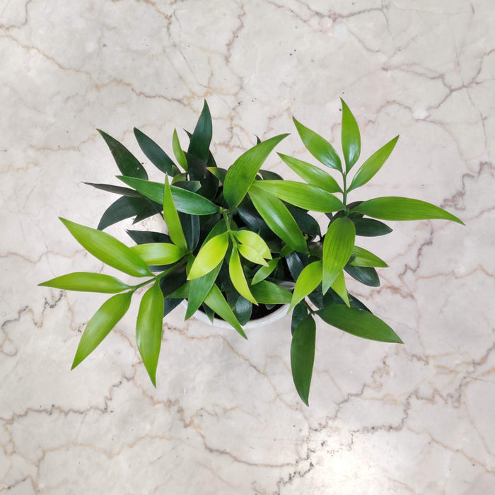 Nagei Negi Plant In 10 Cm Pot