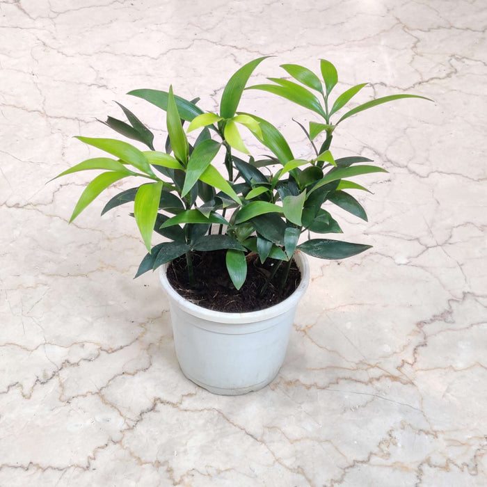 Nagei Negi Plant In 10 Cm Pot