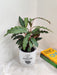 Air purifying Calathea plant for healthy office environment
