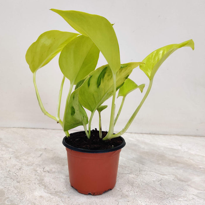 Neon Pothos Plant In 8.5 cm pot