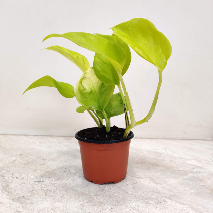 Neon Pothos Plant In 8.5 cm pot
