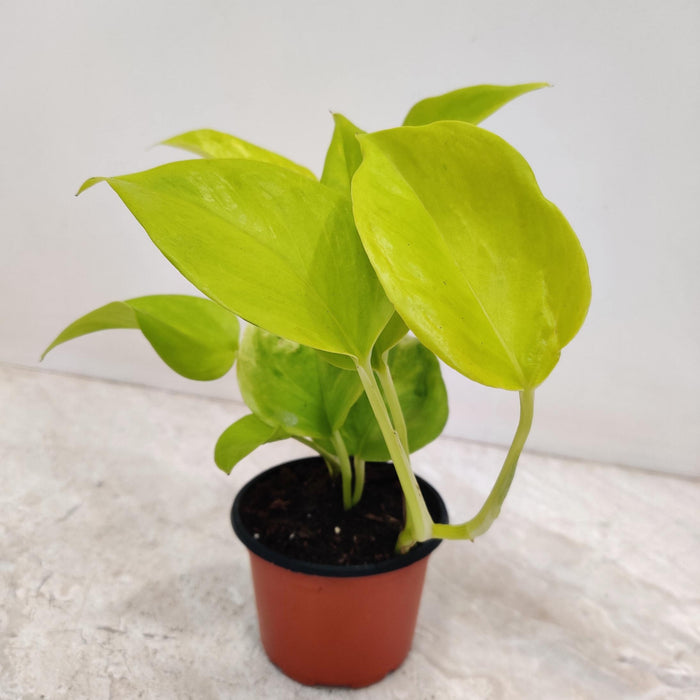 Neon Pothos Plant In 8.5 cm pot