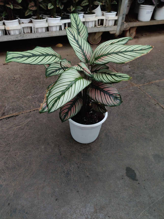 Calathea Majestica White Star 18 cm pot