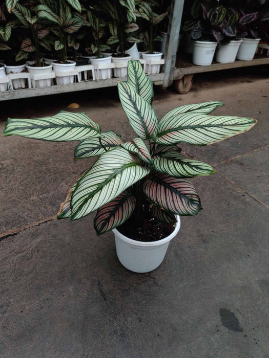 Calathea Majestica White Star 18 cm pot