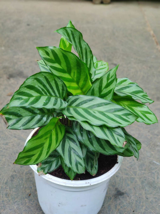Calathea Freddie 18 cm pot