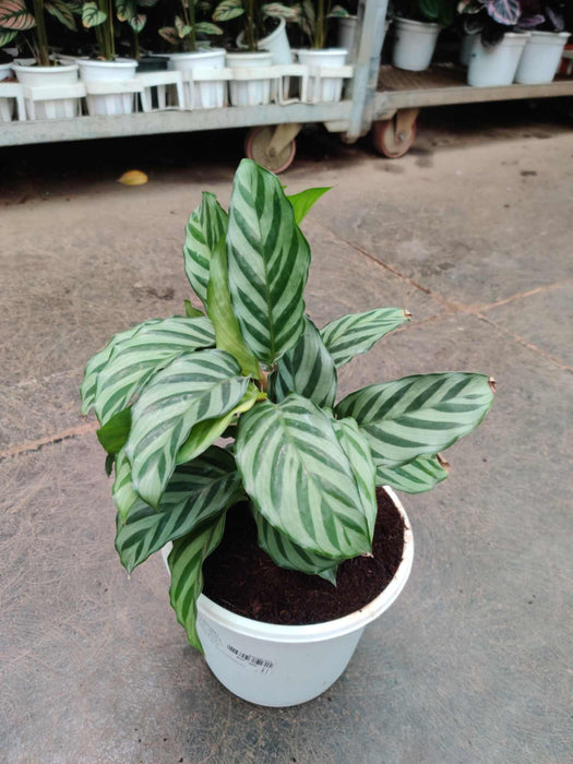 Calathea Freddie 18 cm pot