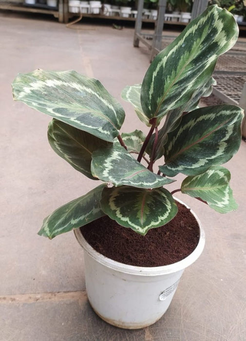 Calathea Roseopicta 'Medallion 18 cm pot