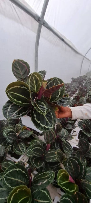 Calathea Roseopicta 'Medallion 18 cm pot