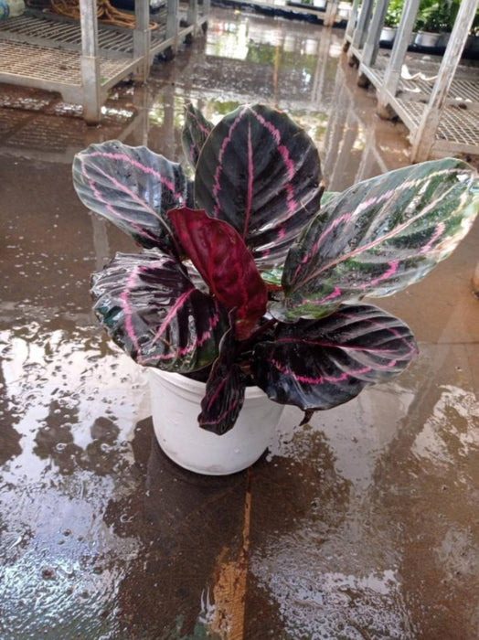 Calathea Dottie 18 cm pot