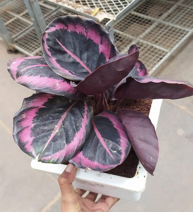 Calathea Dottie 18 cm pot