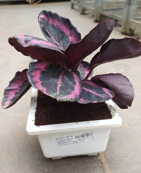 Calathea Dottie 18 cm pot
