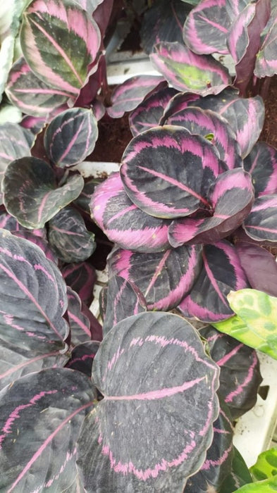 Calathea Dottie 18 cm pot