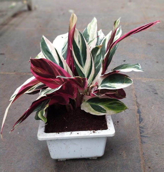 Calathea Stromanthe Triostar 18 cm pot