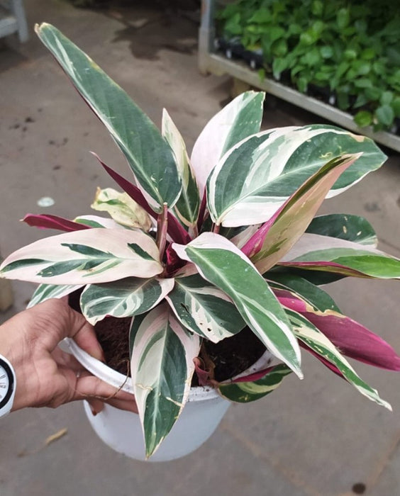 Calathea Stromanthe Triostar 18 cm pot