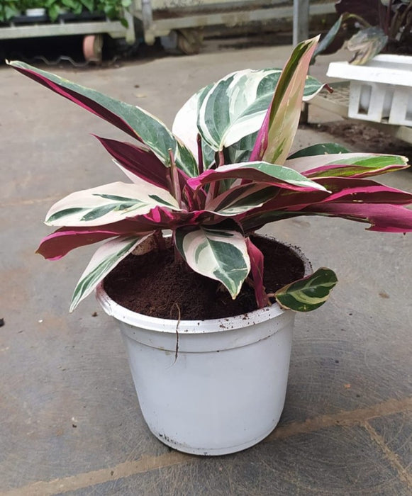 Calathea Stromanthe Triostar 18 cm pot