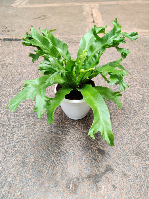 Healthy-Nidus-Crissie-Fern-8-5cm