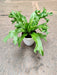 Healthy-Nidus-Crissie-Fern-8-5cm