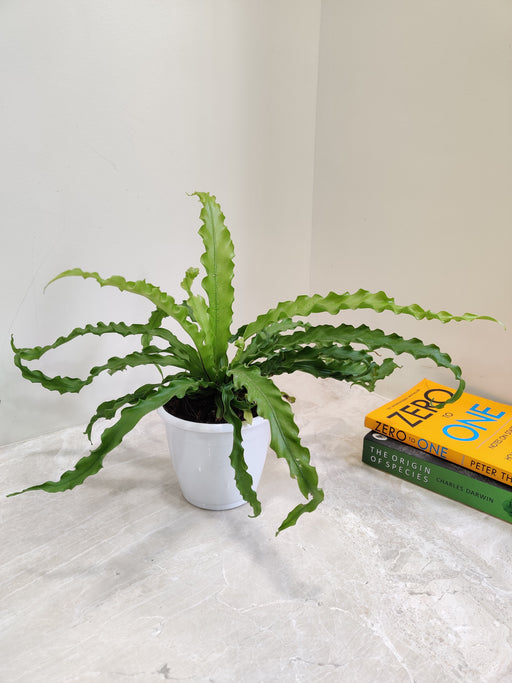 Lush Asplenium Nidus fern perfect for indoor spaces