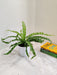 Lush Asplenium Nidus fern perfect for indoor spaces