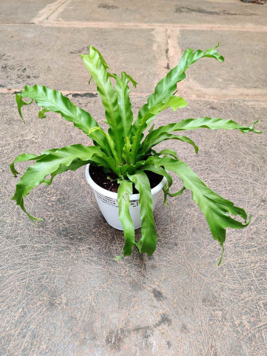 Asplenium Nidus 12 cm pot