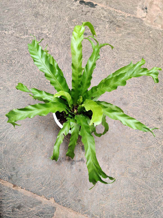 Asplenium Nidus 12 cm pot