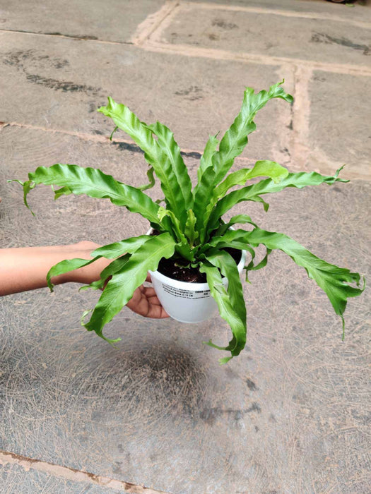 Asplenium Nidus 12 cm pot