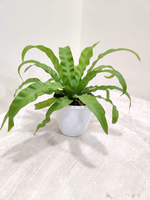 Asplenium Nidus 12 cm pot