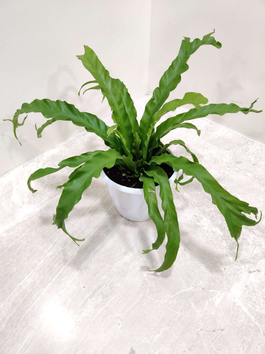 Asplenium Nidus 12 cm pot
