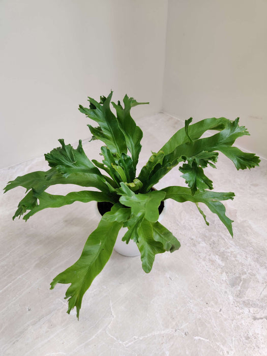 Asplenium Leslie 8.5 cm pot