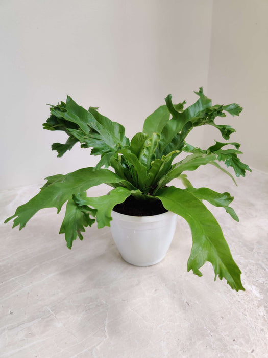 Asplenium Leslie 8.5 cm pot