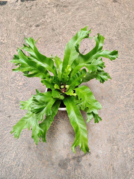 Asplenium Leslie 8.5 cm pot