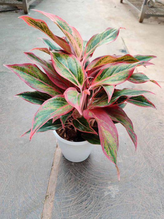Aglaonema Red Lipstick 12 cm pot