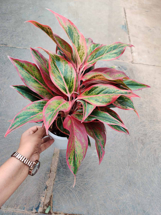Aglaonema Red Lipstick 12 cm pot