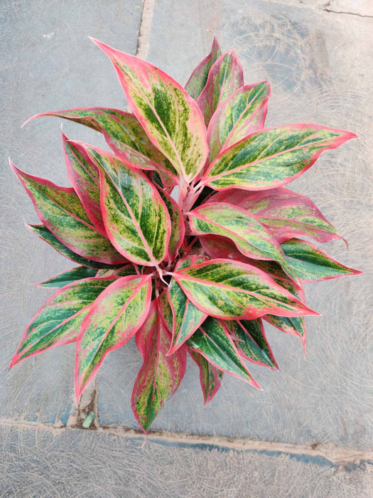 Aglaonema Red Lipstick 12 cm pot