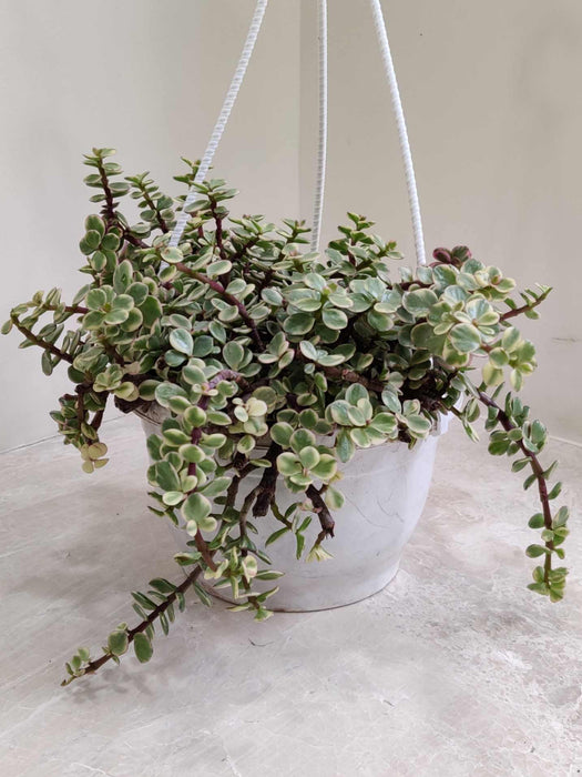 Varigated Jade Plant  White Hanging 17 cm pot