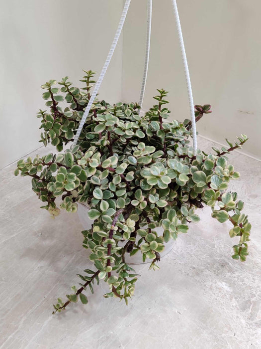 Varigated Jade Plant  White Hanging 17 cm pot