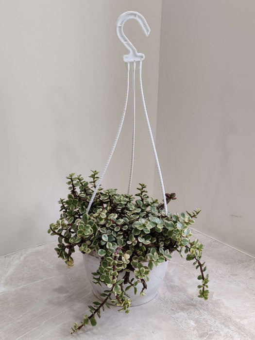 Varigated Jade Plant  White Hanging 17 cm pot
