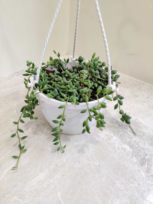 String Of Tears( Senecio Herreianus)  Hanging 15 cm pot