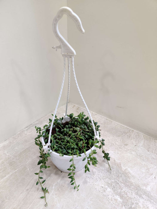 String Of Tears( Senecio Herreianus)  Hanging 15 cm pot