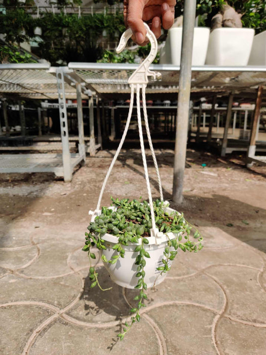 String Of Tears( Senecio Herreianus)  Hanging 15 cm pot