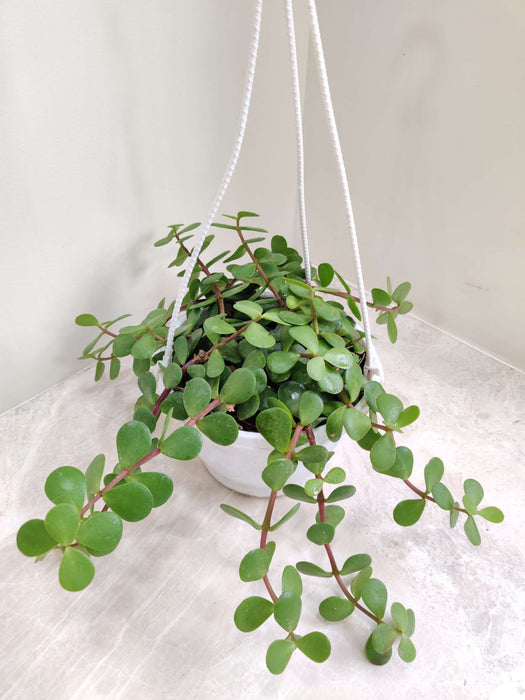 Zed Plant New Dollar Hanging 15 cm pot