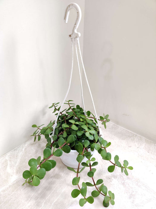 Zed Plant New Dollar Hanging 15 cm pot