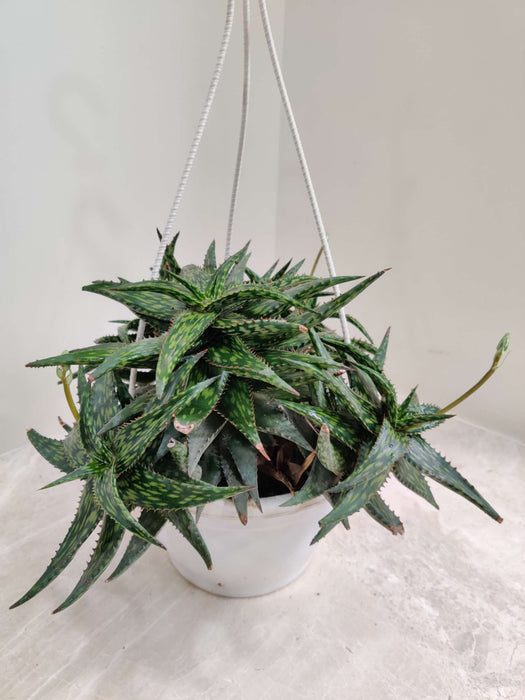 Aloe Hemmingii Succulent Plant Hanging 17cm pot