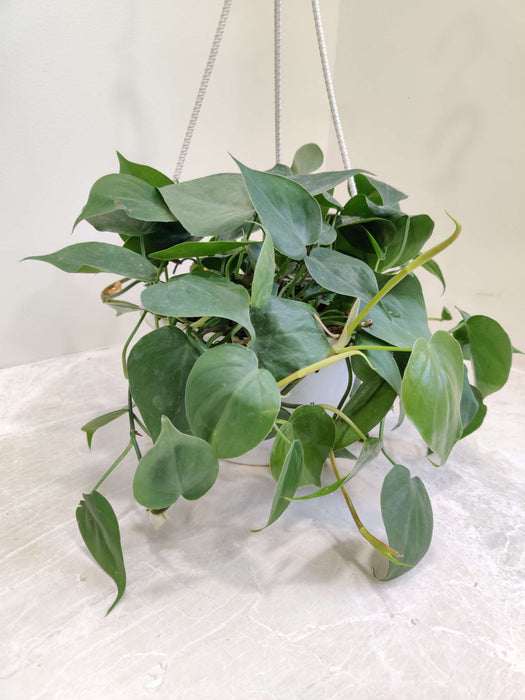 Oxy Cardium Green Hanging 15 cm pot