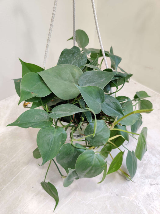 Oxy Cardium Green Hanging 15 cm pot