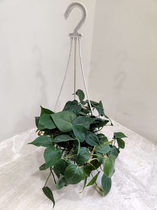 Oxy Cardium Green Hanging 15 cm pot