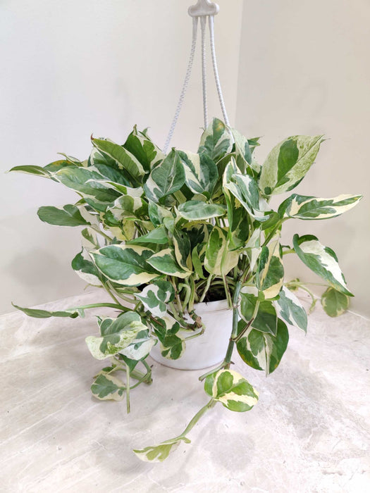 Scindapsus Hanging 15 cm pot