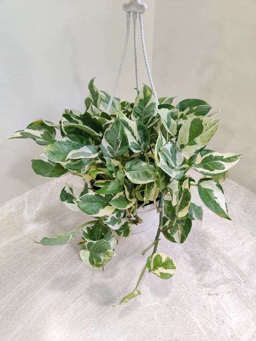 Scindapsus Hanging 15 cm pot