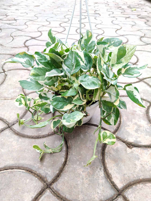 Scindapsus Hanging 15 cm pot