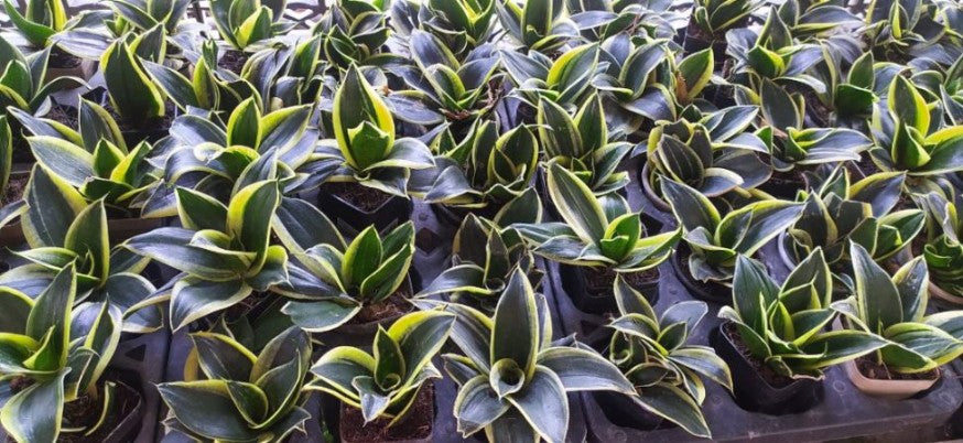 Sansevieria Trifasciata 'Golden Hahnii' 10 cm pot